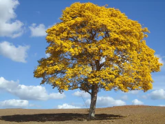 Lapacho Amarillo - comprar online