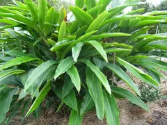 Alpinia Galanga en internet