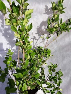 Olea Texana Aurea - comprar online