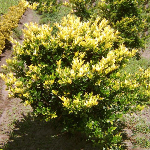 Olea Texana Aurea