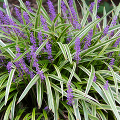 Imagen de Liriope Muscari Variegata