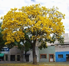 Lluvia de oro - tienda online