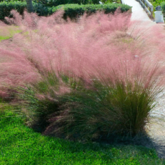 Muhlenbergia Capillaris - tienda online