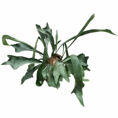 Platycerium