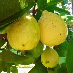 Guayabo - comprar online