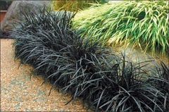 Ophiopogon japonicus nigra(pasto ingles) - VallsGarden