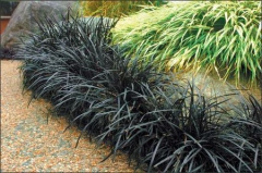 Pasto Ingles compacto - VallsGarden