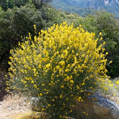 Retama Enana