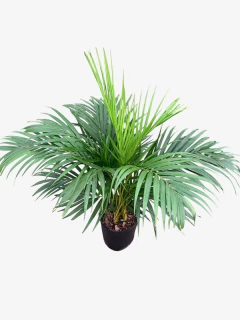 Areca - comprar online