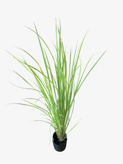 Paspalum Haumanii en internet
