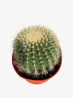 Cactus Grusoii en internet