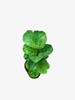 Ficus Pandurata Bambino