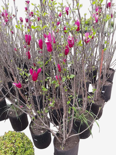 Magnolia Liliflora - comprar online