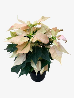 Euphorbia Estrella Federal en internet