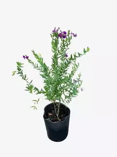 Polygala Myrtifolia Grandiflora - VallsGarden