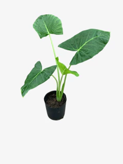 Alocasia Macrorrhiza - VallsGarden