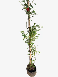 Rosal Trepador - VallsGarden