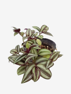 Tradescantia zebrina - comprar online