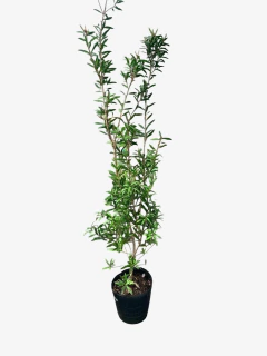 Callistemon Llila en internet