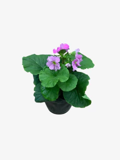 Primula Obconica - comprar online