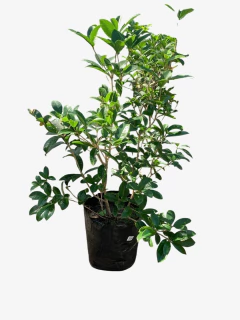 Osmanthus Fragans - VallsGarden