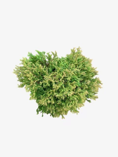 Thuja Occidentalis Ellwangeriana Rheingold - comprar online