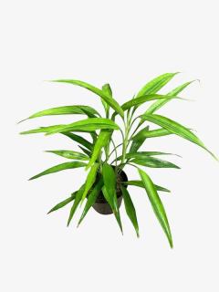 Dracena sanderiana amarilla - tienda online