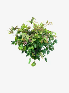 Nandina Fire Power - VallsGarden