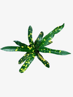 Crotón Cuero De Sapo - tienda online
