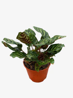 Calathea Macoyana - VallsGarden