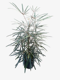 Aralia Elegantisima en internet
