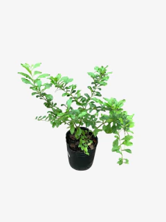 Duranta Erecta (Jazmín Duranta) - VallsGarden