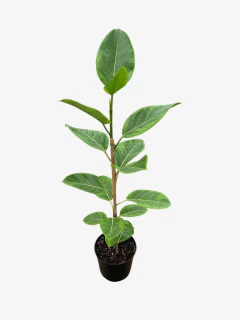 Ficus Altissima - tienda online