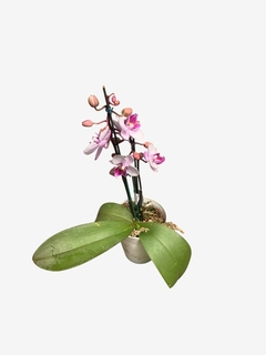 Orquídea Baby en internet