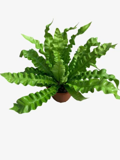 Asplenium Crispy Wave - VallsGarden