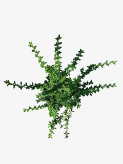 Imagen de Serisea Foetida Variegata Alba