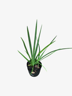 Dietes Vegeta Grandiflora - VallsGarden