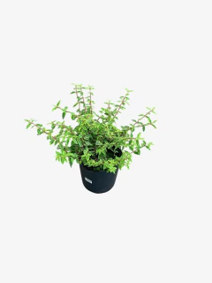 Abelia Nana Aurovariegata - tienda online