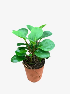 Peperomia Green - VallsGarden