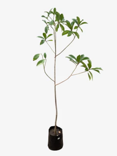 magnolia Grandiflora - tienda online