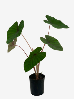 Colocasia Esculenta "Blue Hawaii" - tienda online