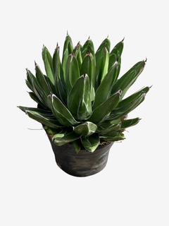 Agave Multilifera - comprar online