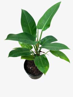 Philodendro Imperial Green en internet