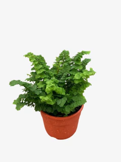 Adiantum - VallsGarden