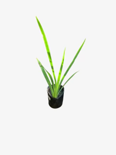 Iris Luisiana - VallsGarden