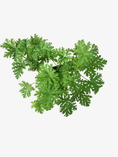 Citronella - comprar online