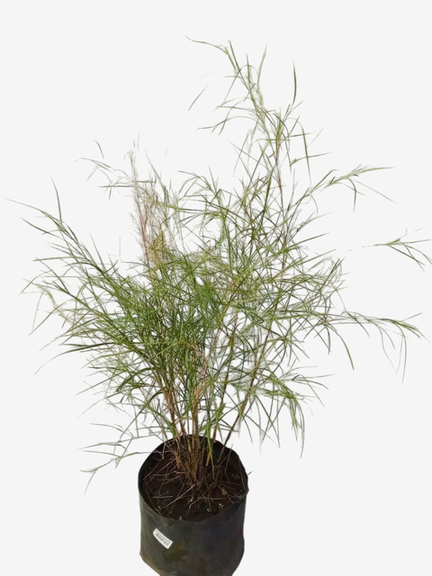 Muhlenbergia Dumosa - comprar online