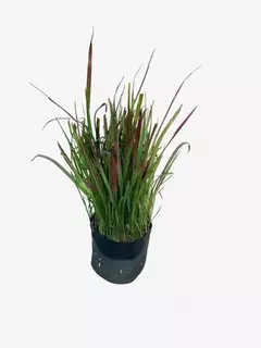 Imperata Cylindrica "Red Baron" - VallsGarden