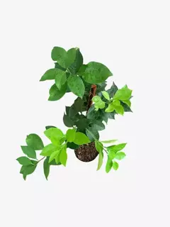 Naranja Ombligo - comprar online