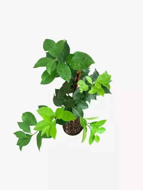 Naranja Ombligo - comprar online